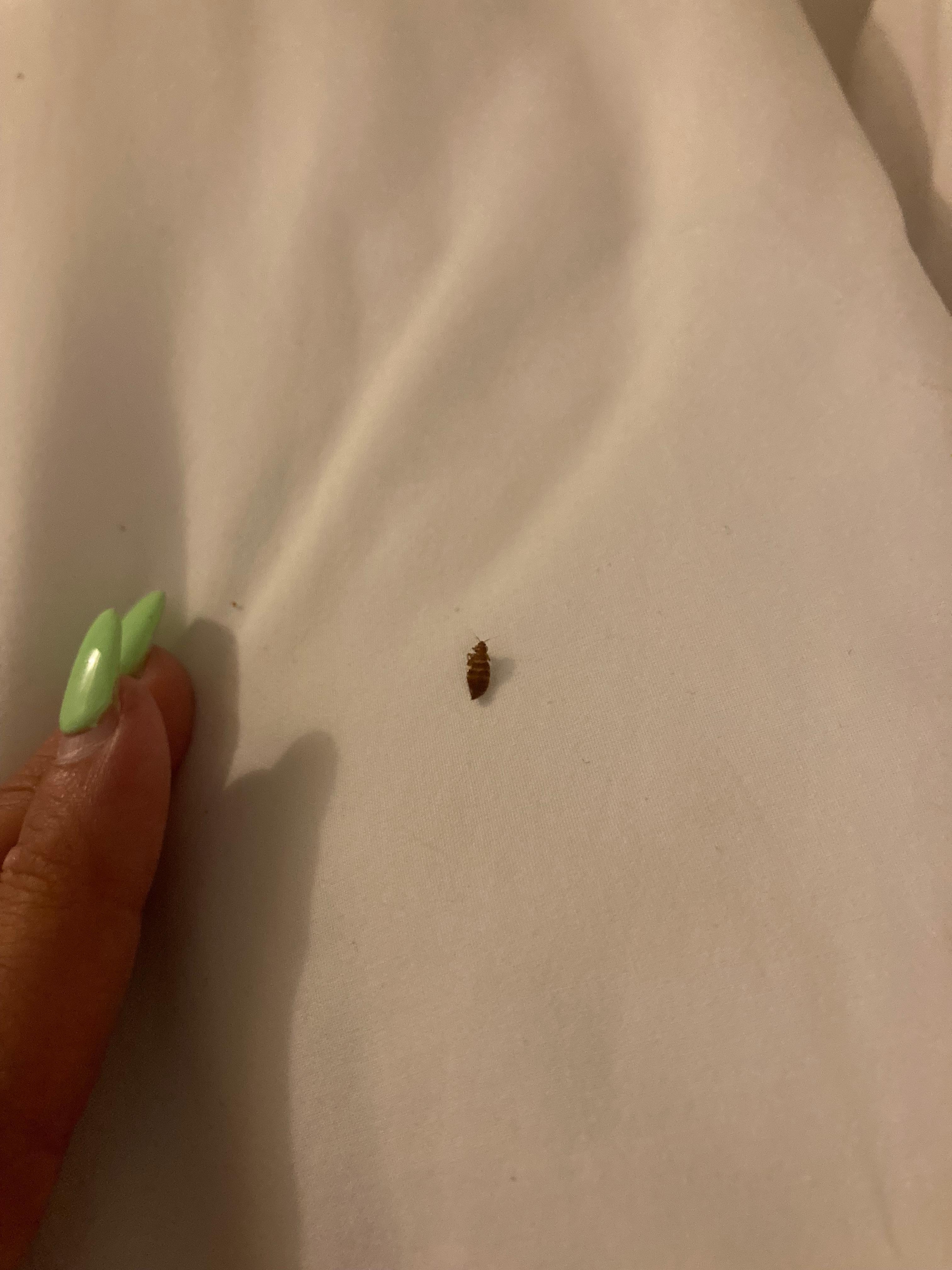 Bed bug