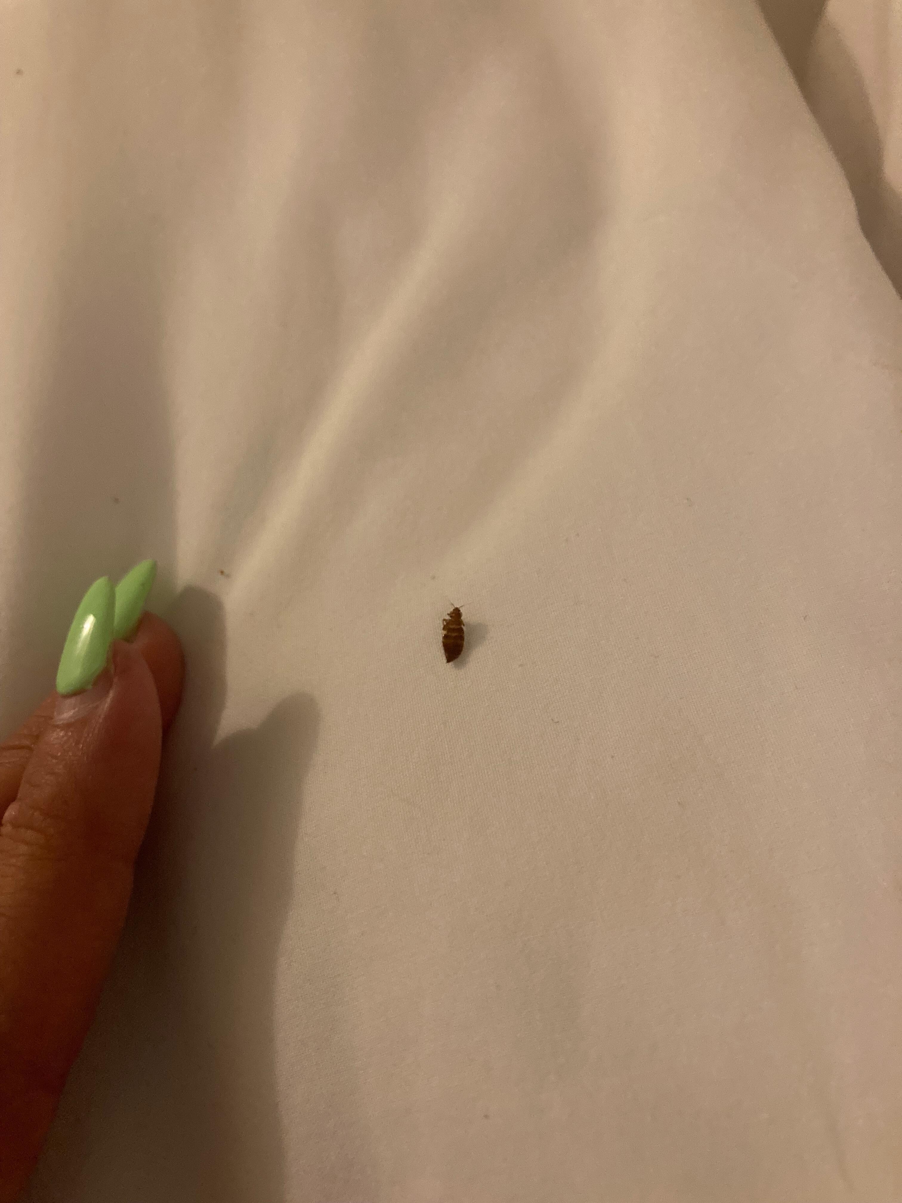 Bed bug 