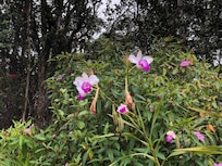 Orchids