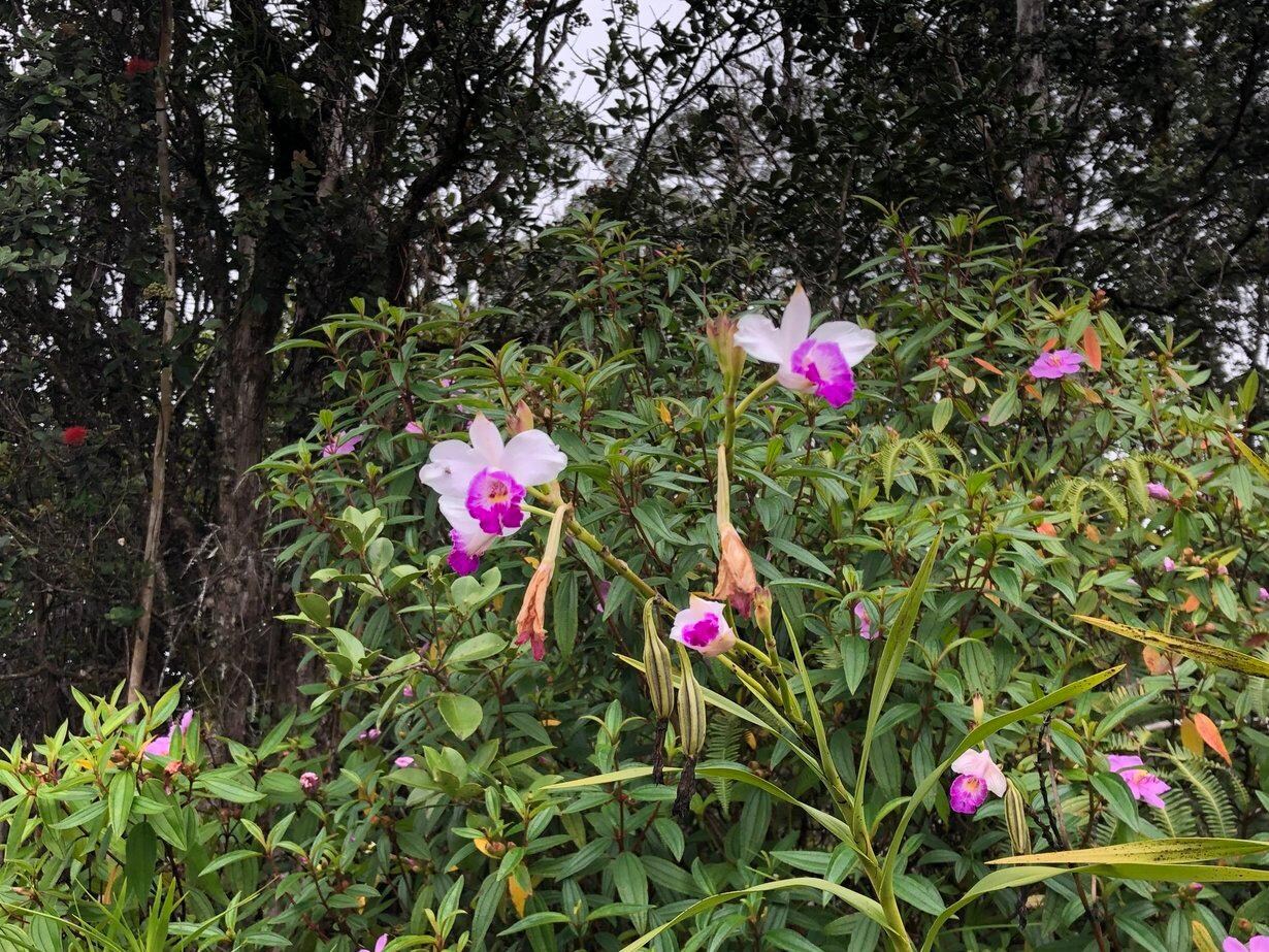 Orchids