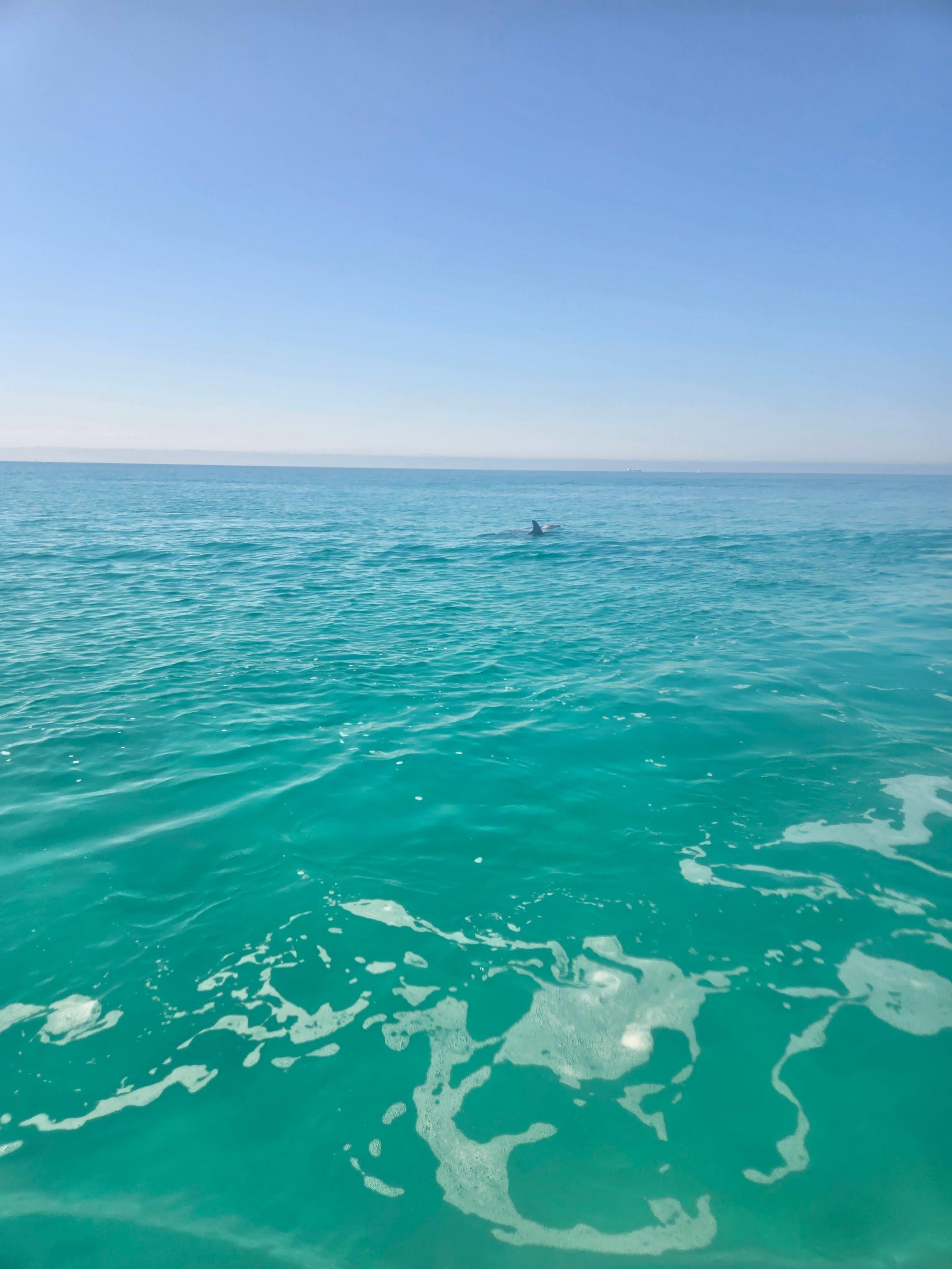 Dolphins while on the jet ski tour.