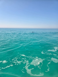 Dolphins while on the jet ski tour.