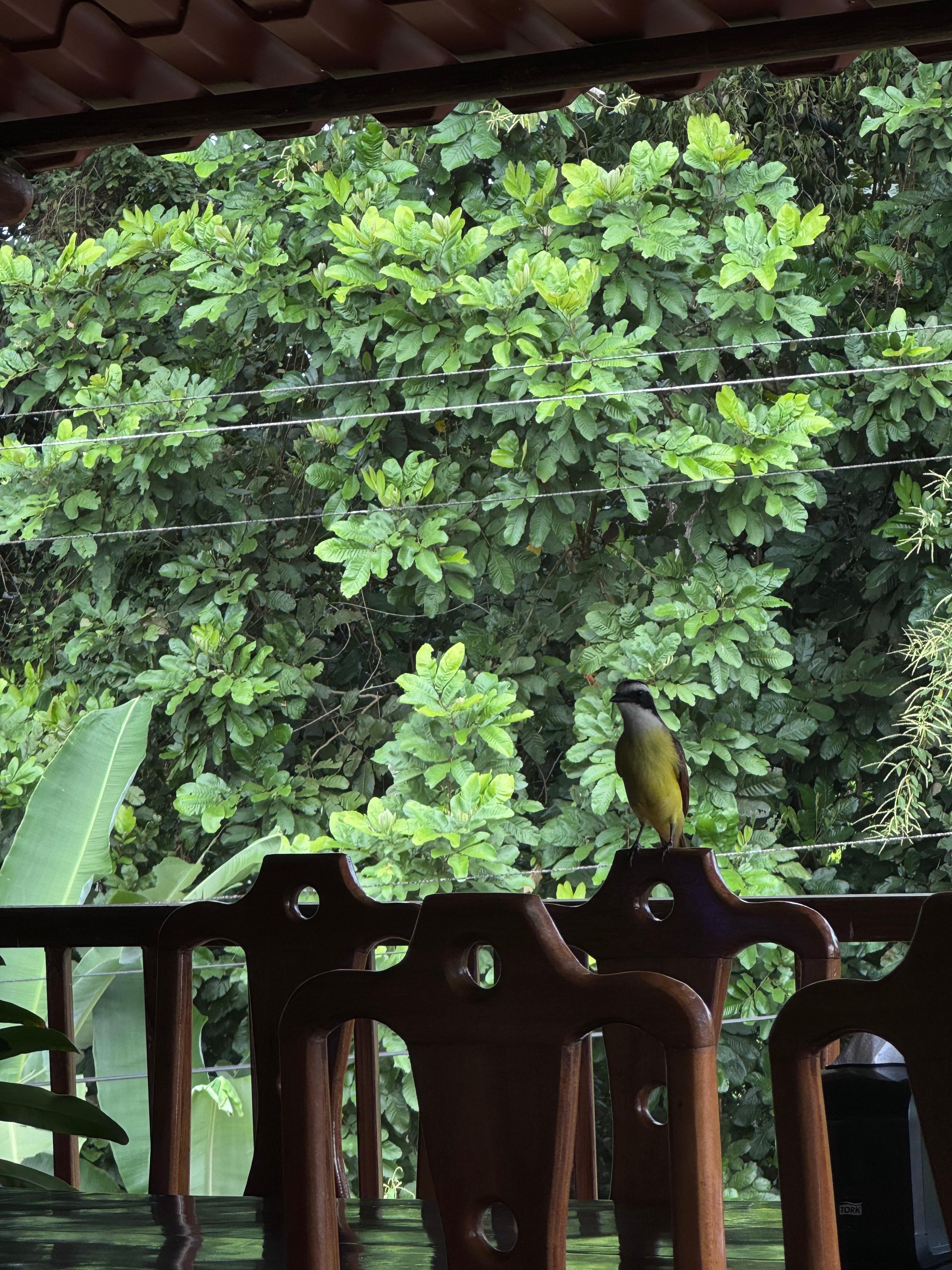 Ave en el restaurante 