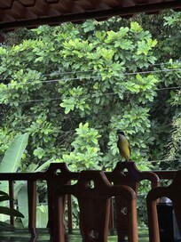 Ave en el restaurante