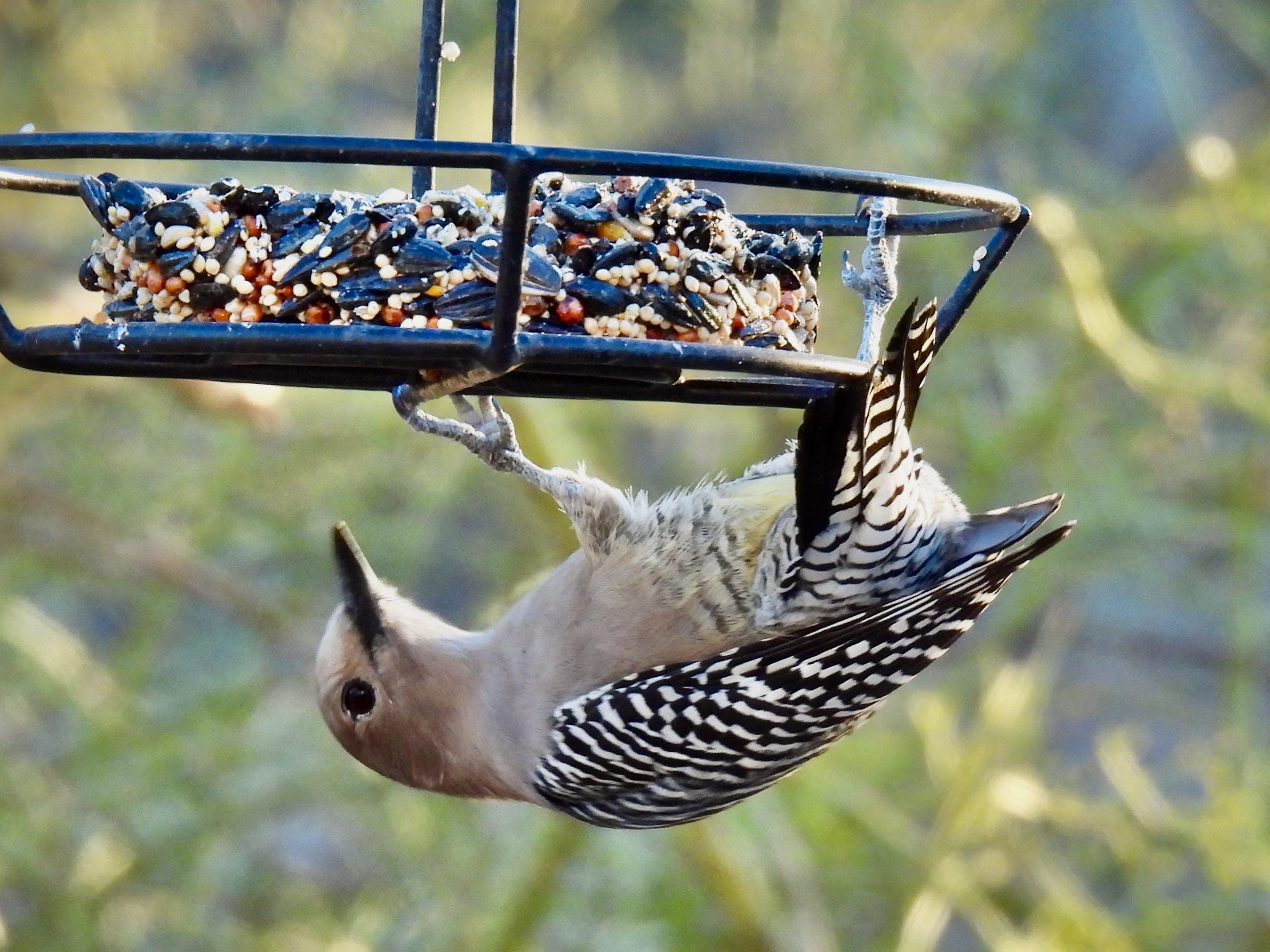 Gila Woodpecker