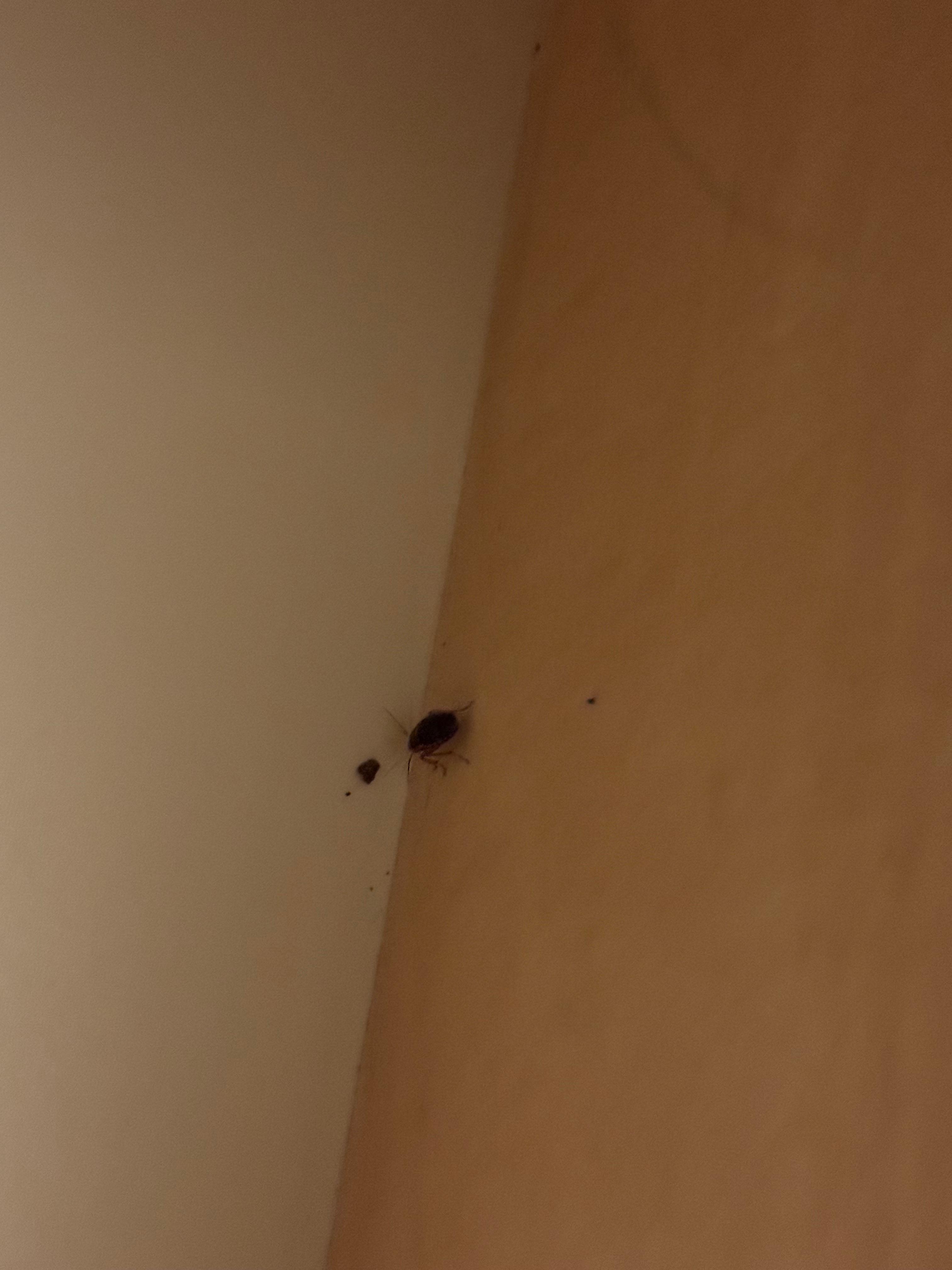 Cockroach in the drawer, not even scared when we opened it. 