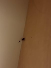 Cockroach in the drawer, not even scared when we opened it.