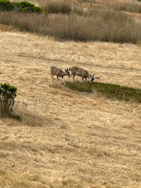 Deer visitors right off the deck