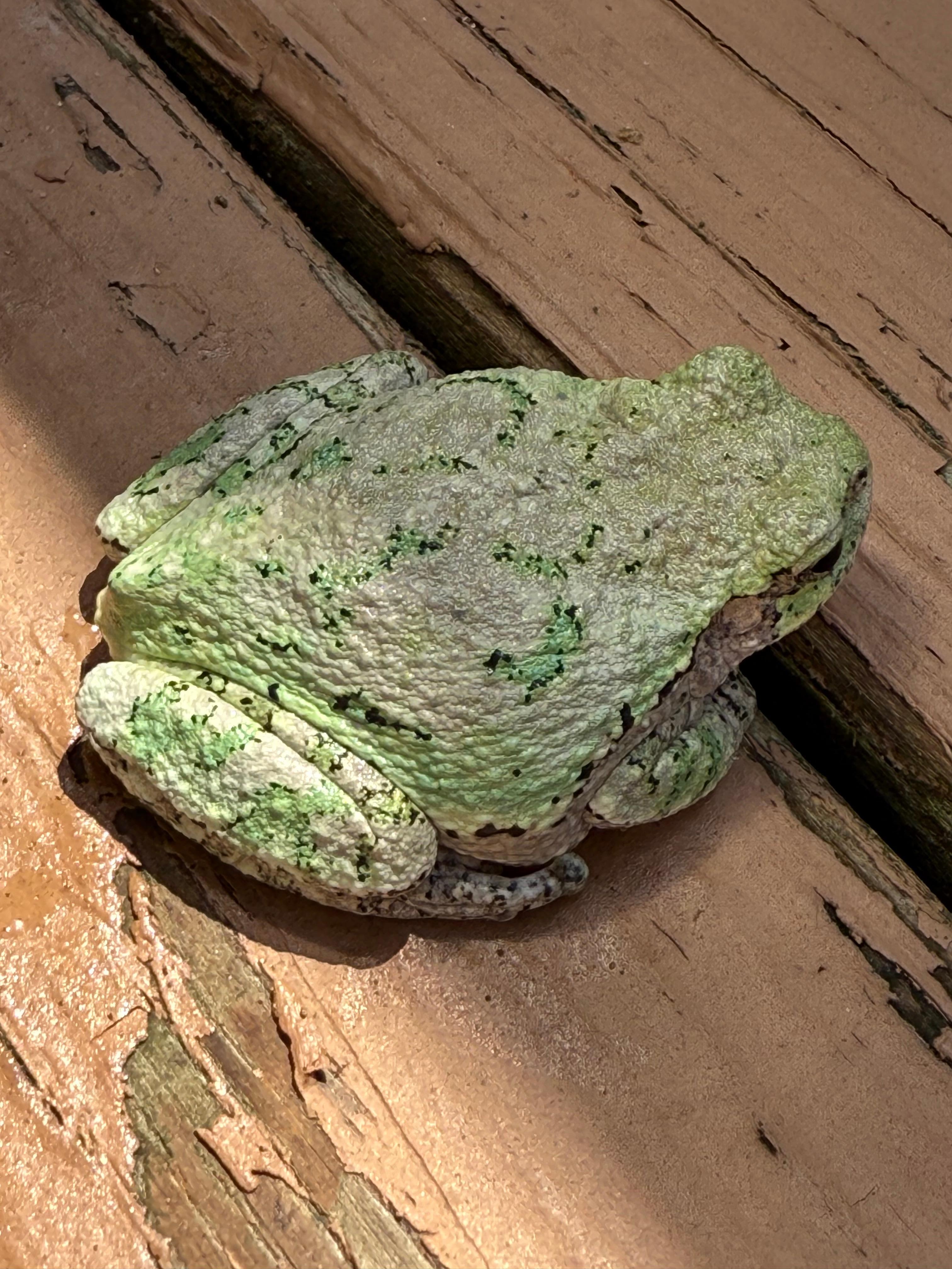 Sweet Grey Tree Frog on the lower deck next to the grill. I think this cute little guy lives under the propane tank.