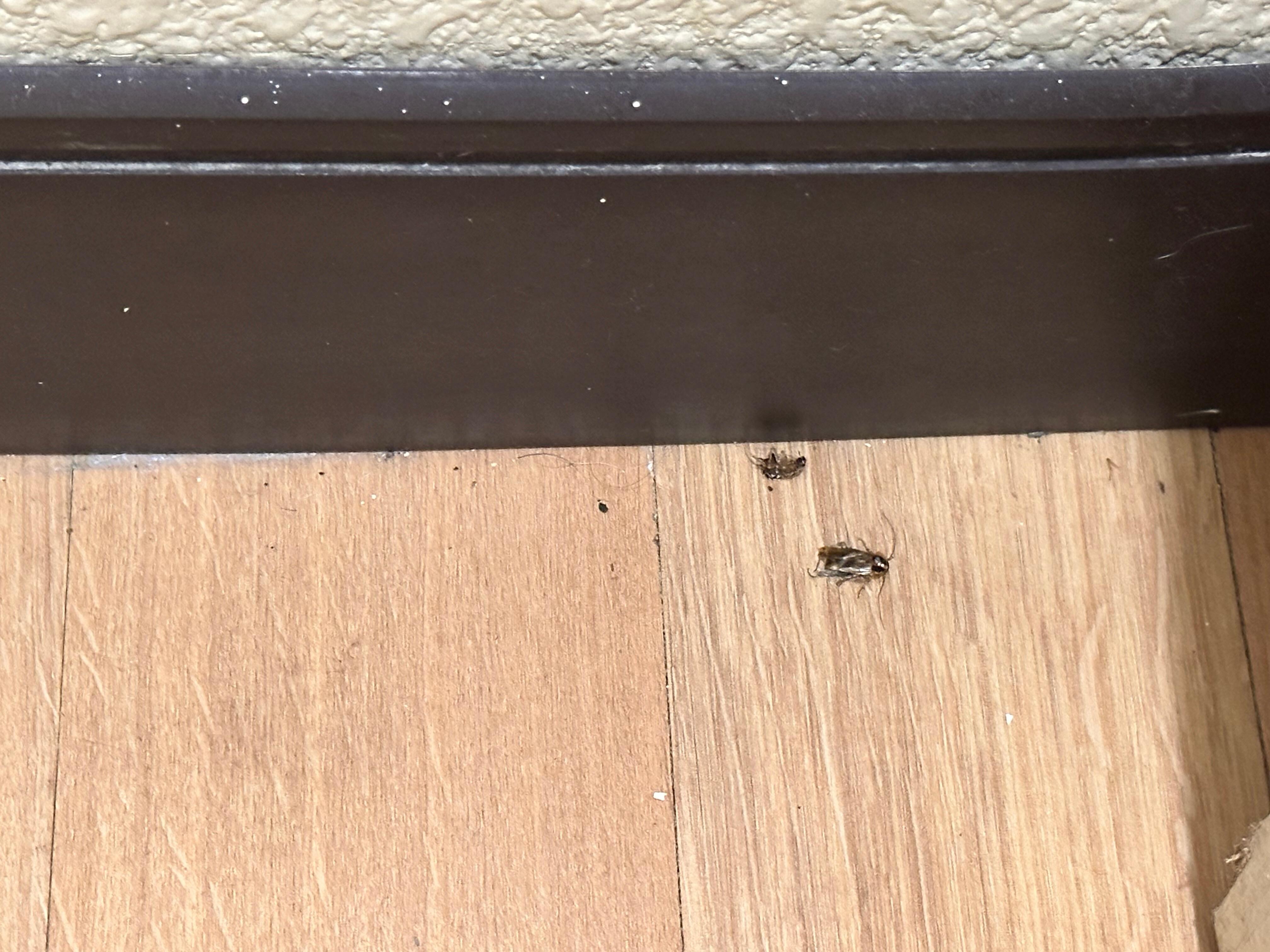 Dead cockroaches. Also found a live one on our bags in the morning