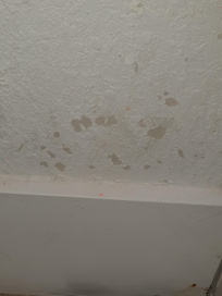 Mildew on lower bathroom wall facing toilet