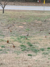 We were visited my literally hundreds of robins.
