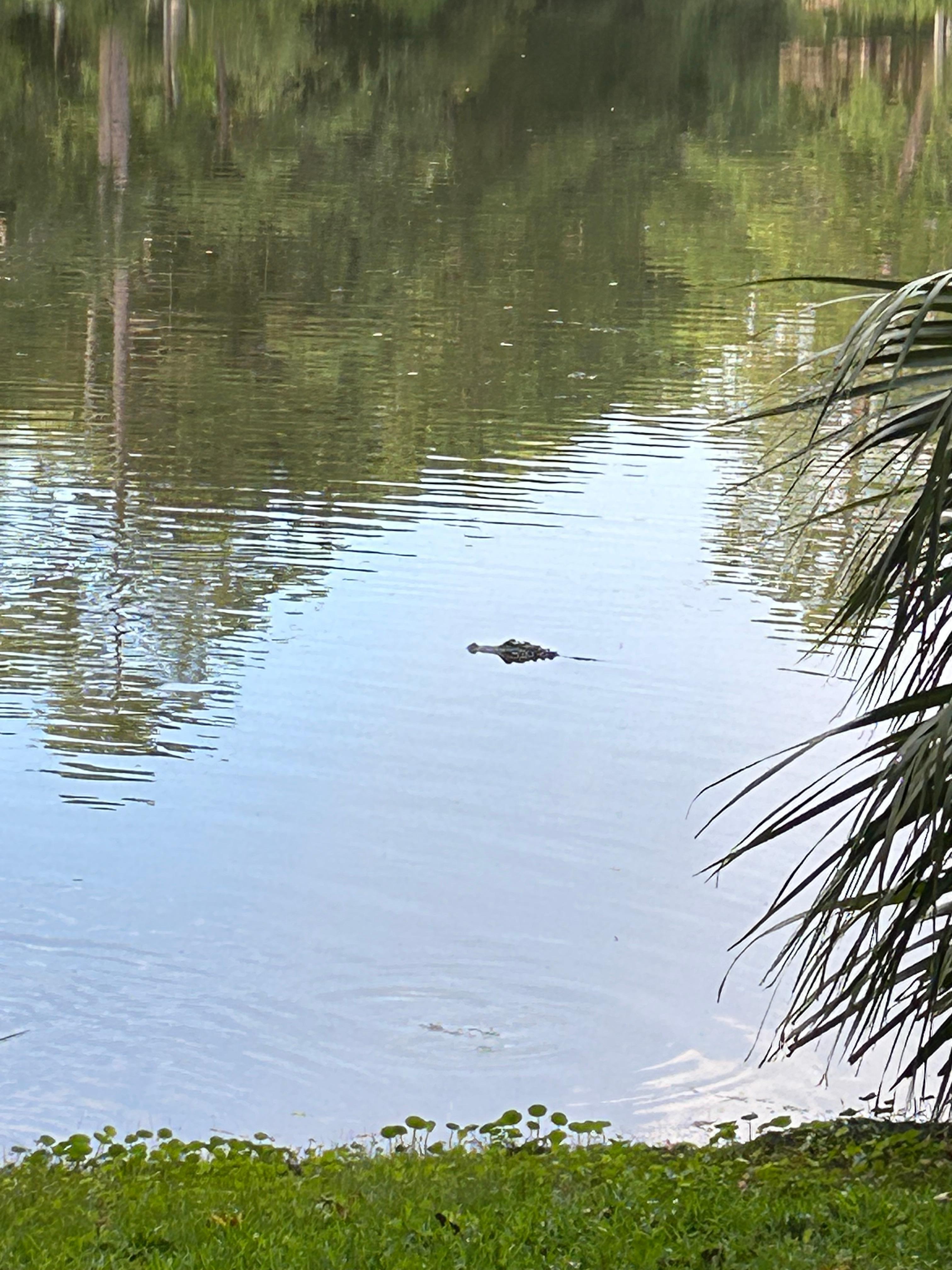 Smaller alligator keeping an eye on us!