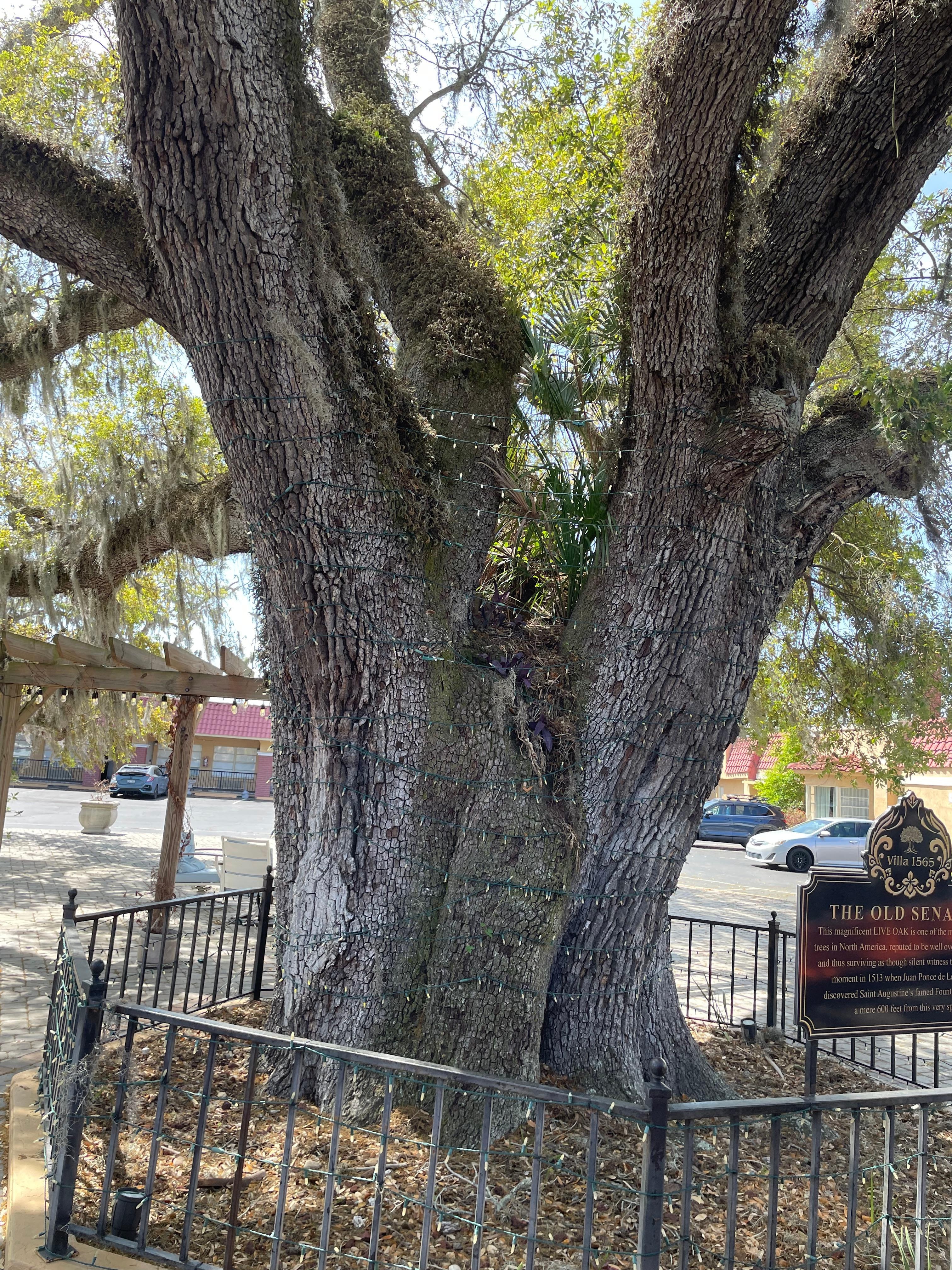 Oldest tree