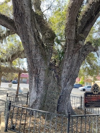 Oldest tree