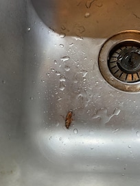 Todos los días salían cucarachas muertas porque tuvimos que fumigar. Ellos no limpian