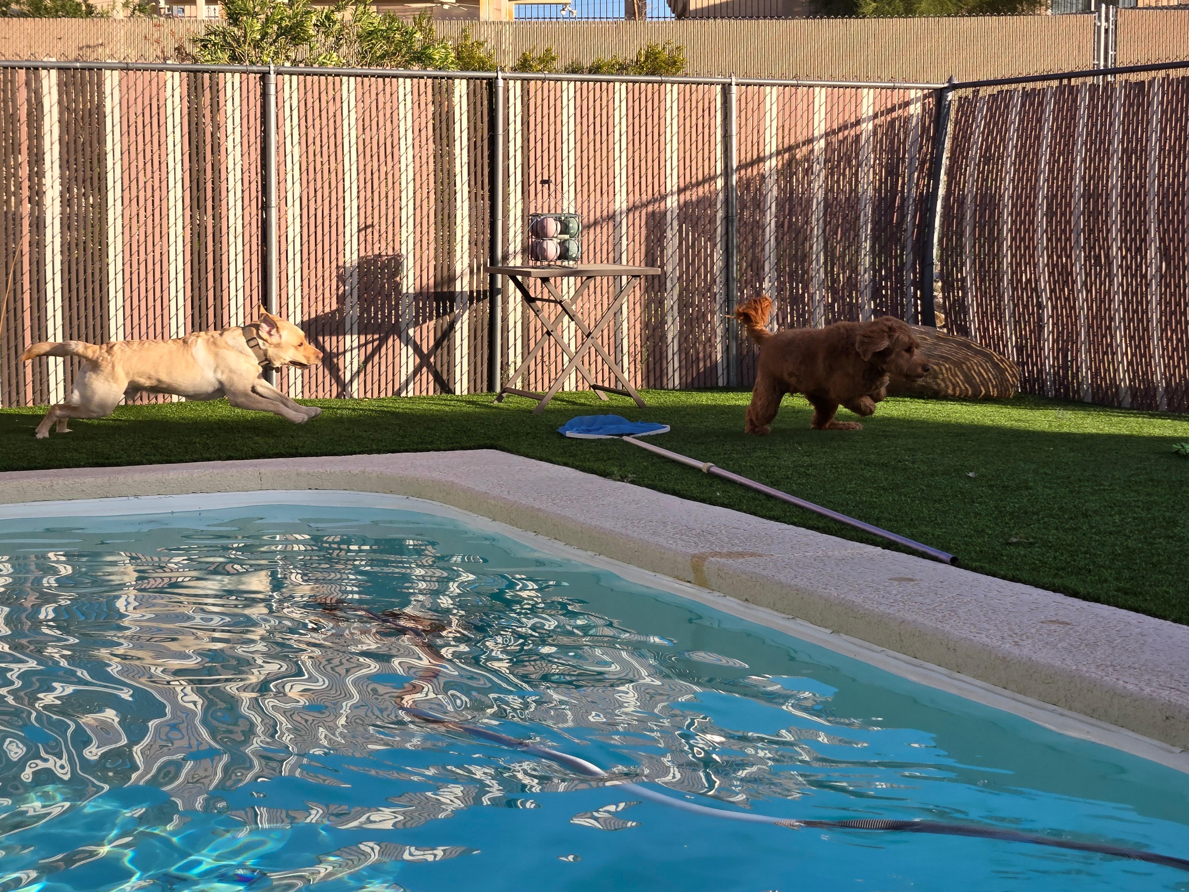 Dogs playing in the fenced backyard.
