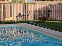 Dogs playing in the fenced backyard.