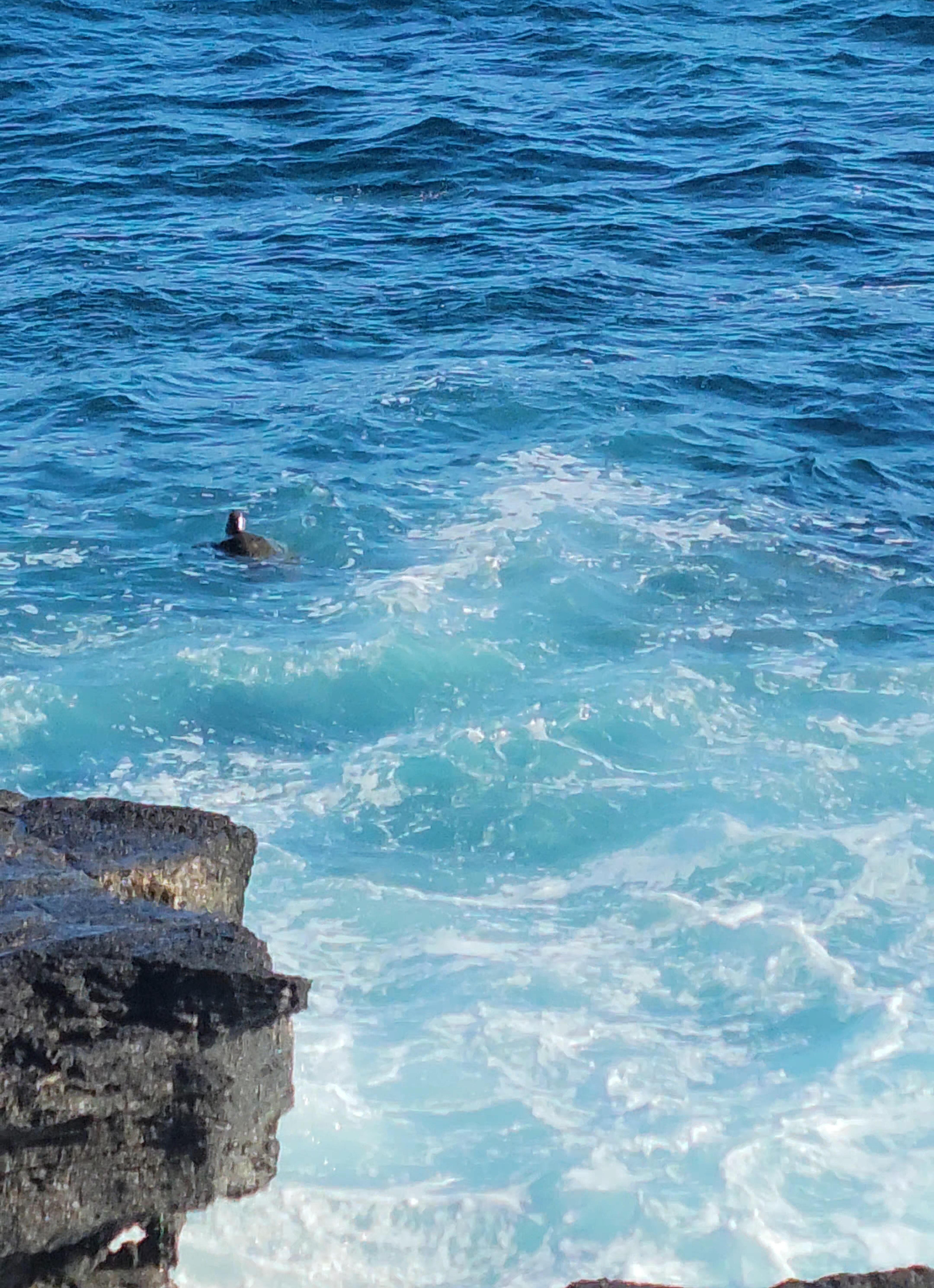 Sea turtles