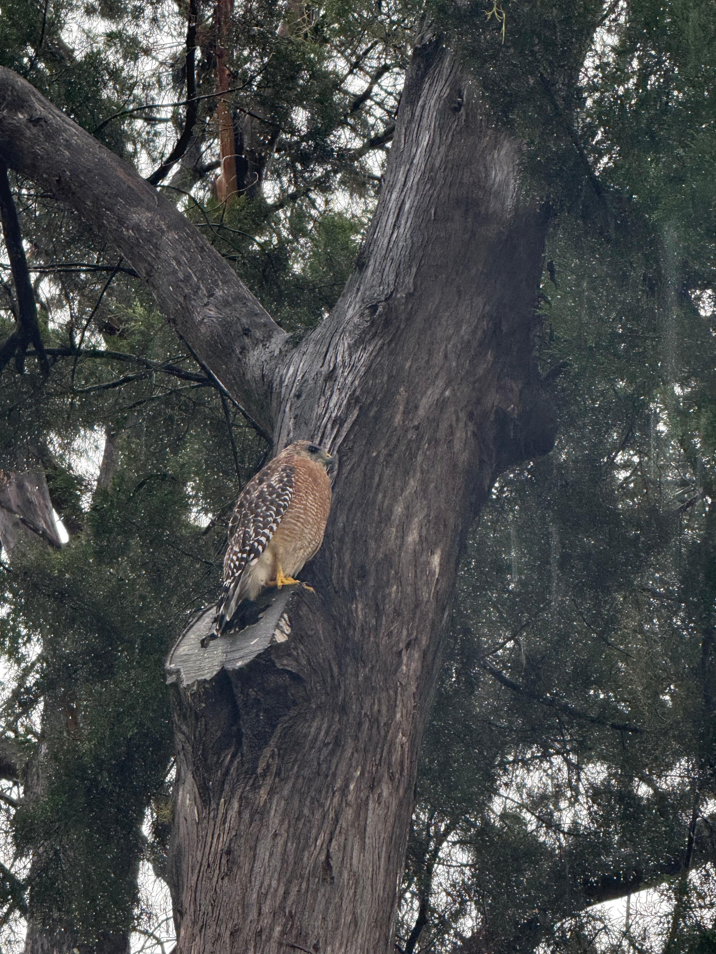 Tommy Hawk that comes by each day