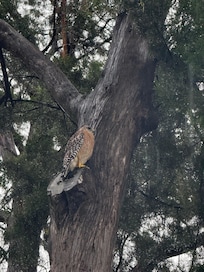 Tommy Hawk that comes by each day