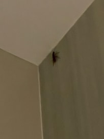 Had an uninvited guest-6 inch “water bug” that came out around 1 am. Looked like a bat flying around. Maintenance killed it and FO was unable to find me another room. So, no rest w/ the non-adjustable thermostat and knowing these are lurking.