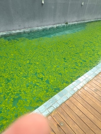 Dia 30/12 onde iniciaram a limpeza.