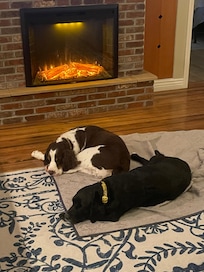 Daisy and Duke enjoying the fireplace.