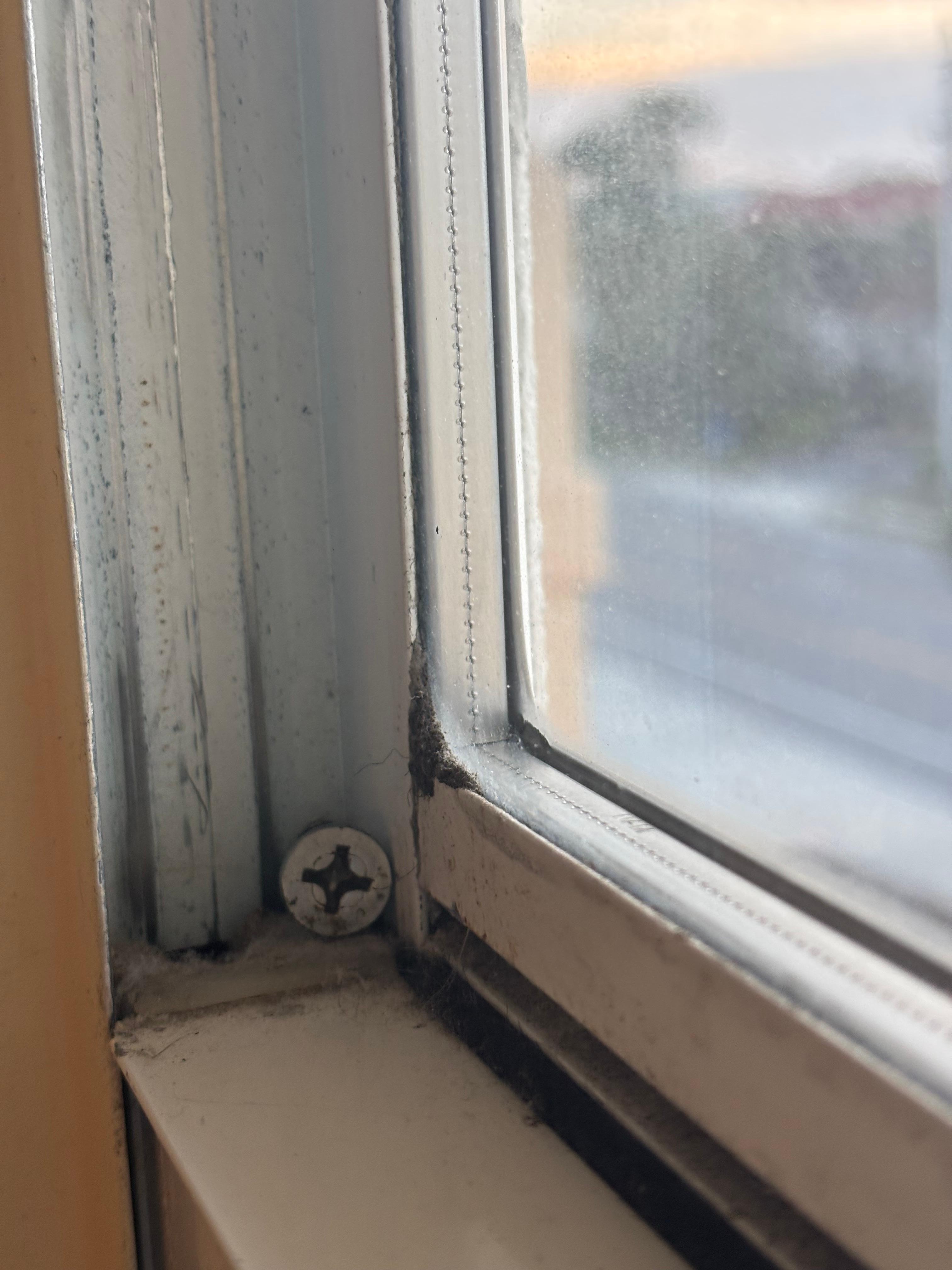 Windows shut with nails 