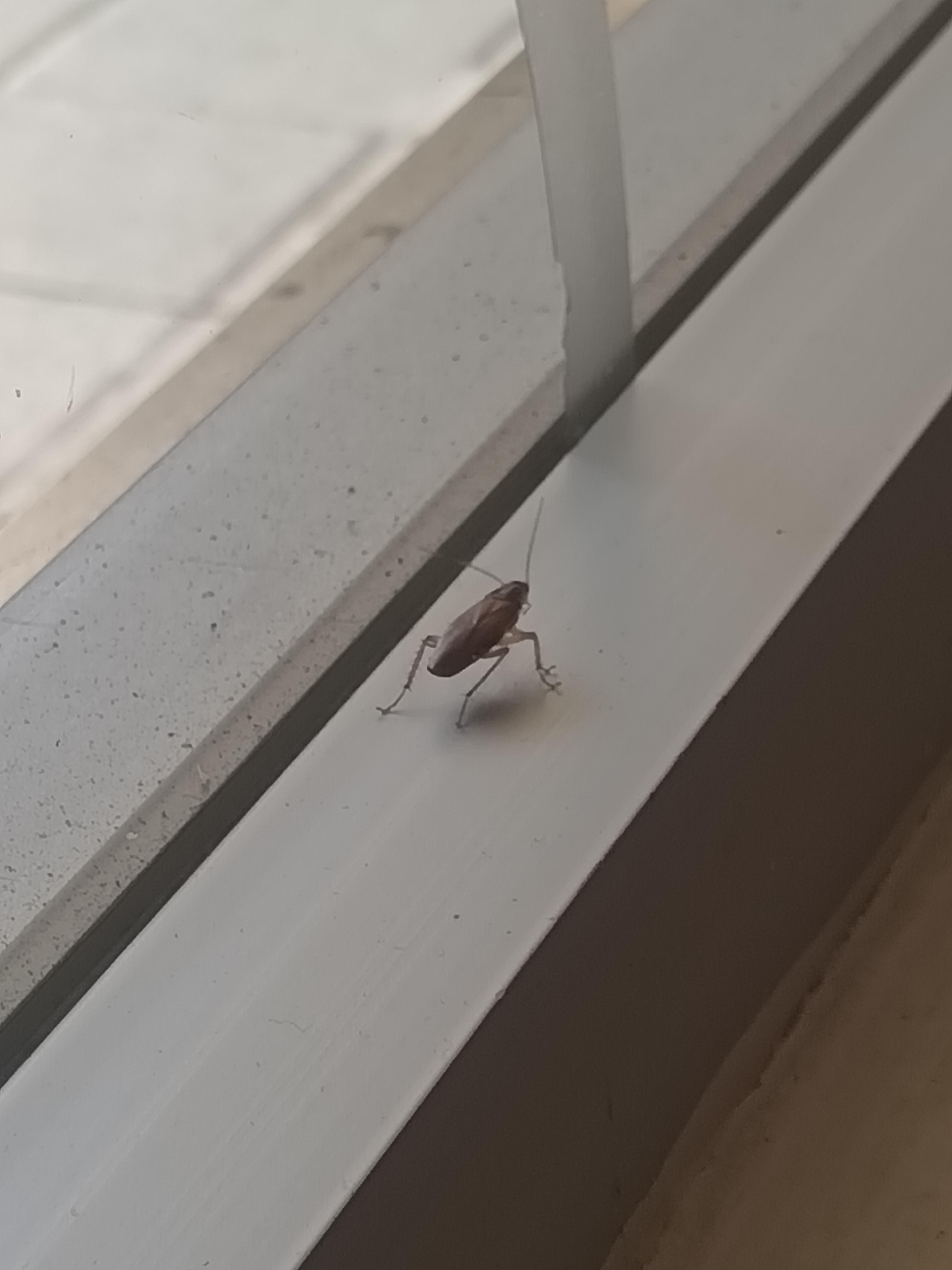 La mascota del restaurante 🙃🙃🙃🤮