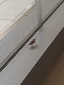 La mascota del restaurante 🙃🙃🙃🤮