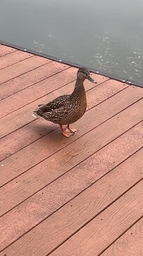 We had a duck visit us that my daughter named “Brown Sugar”