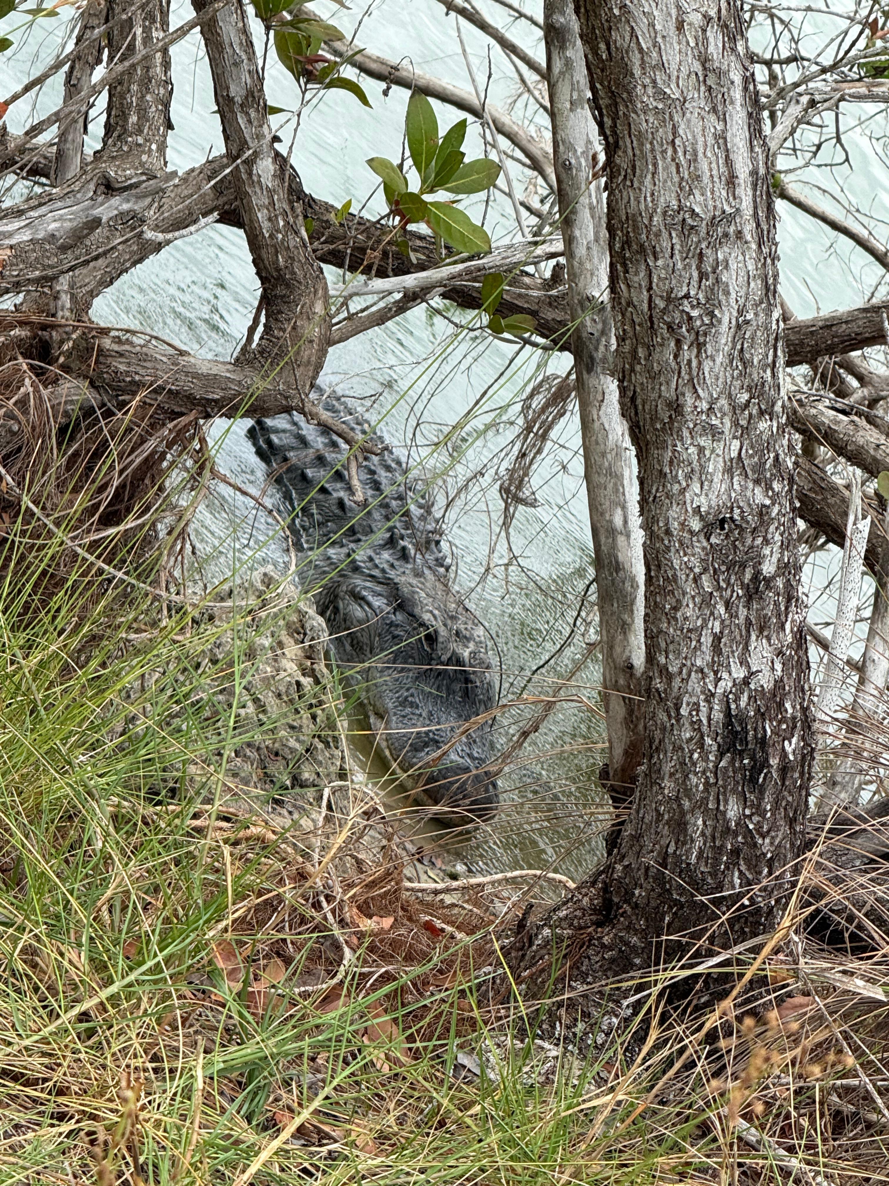 Gator mating season, they were everywhere (none near the house)