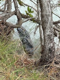 Gator mating season, they were everywhere (none near the house)