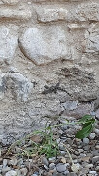 Freundliche Mitbewohner