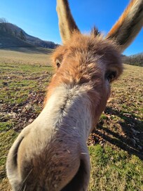 Friendly welcome committee