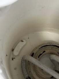 Dead bugs