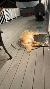 Fur ball lounging