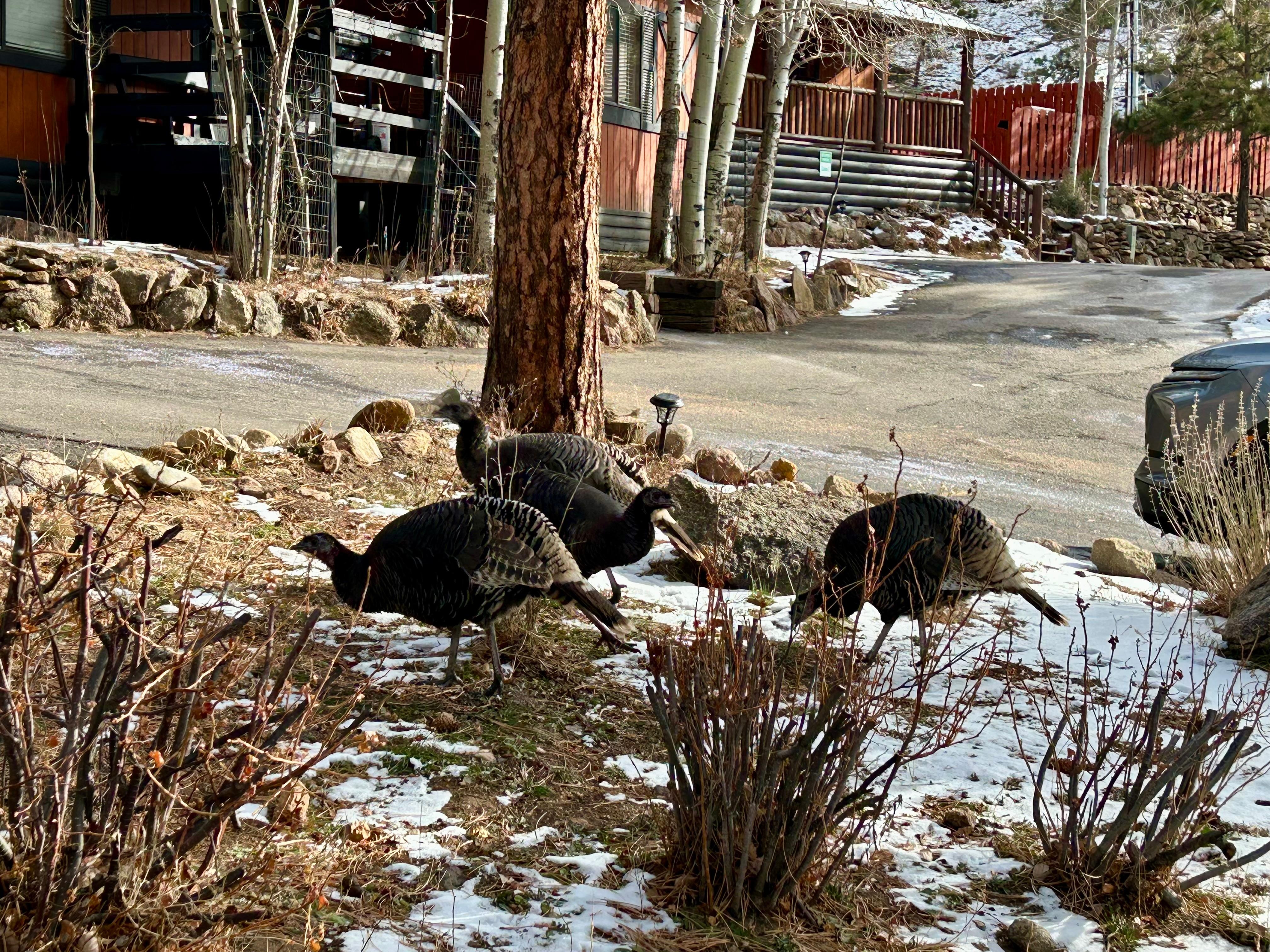 A few visitors one morning!