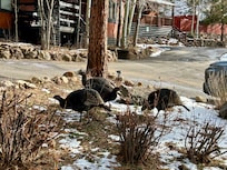 A few visitors one morning!