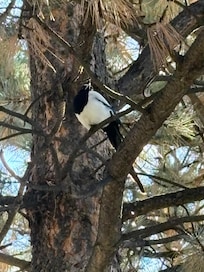 the birds outside