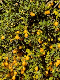 Lemon tree!