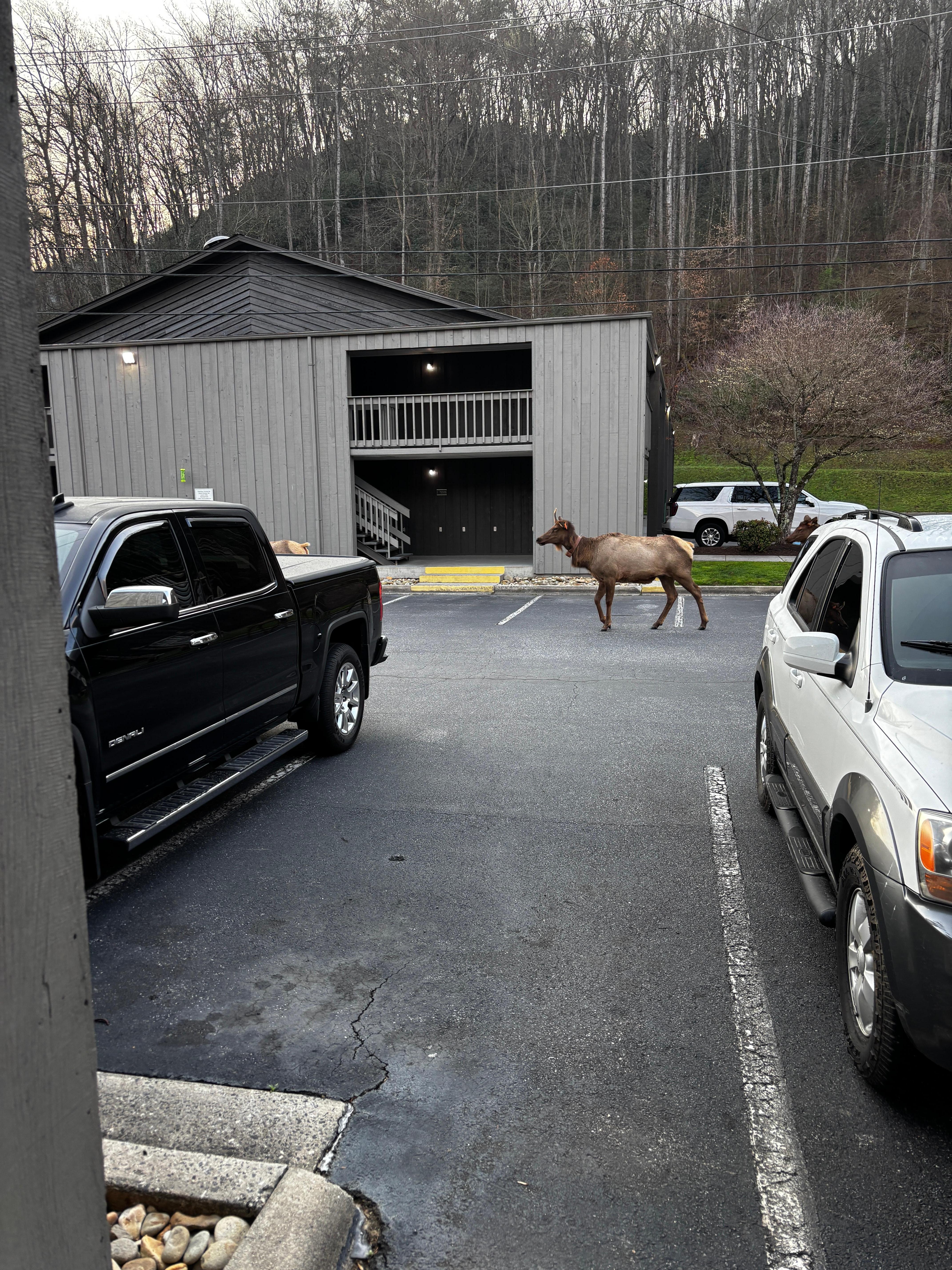 One of the elk in a very large herd that wandered through the parking lot. I was slow getting my camera out and only could catch this one.