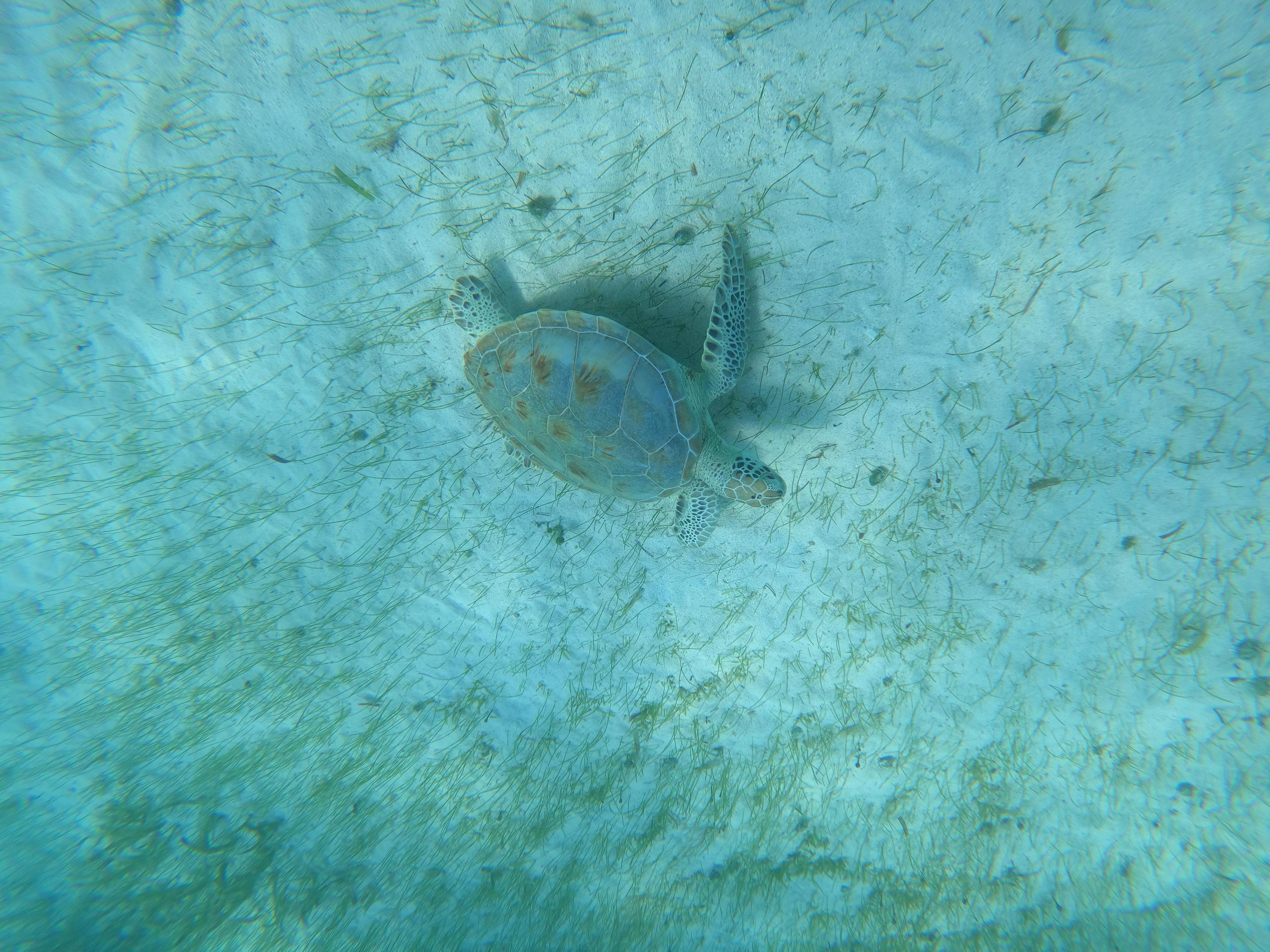 Swimming with the sea turtles in Aruba!