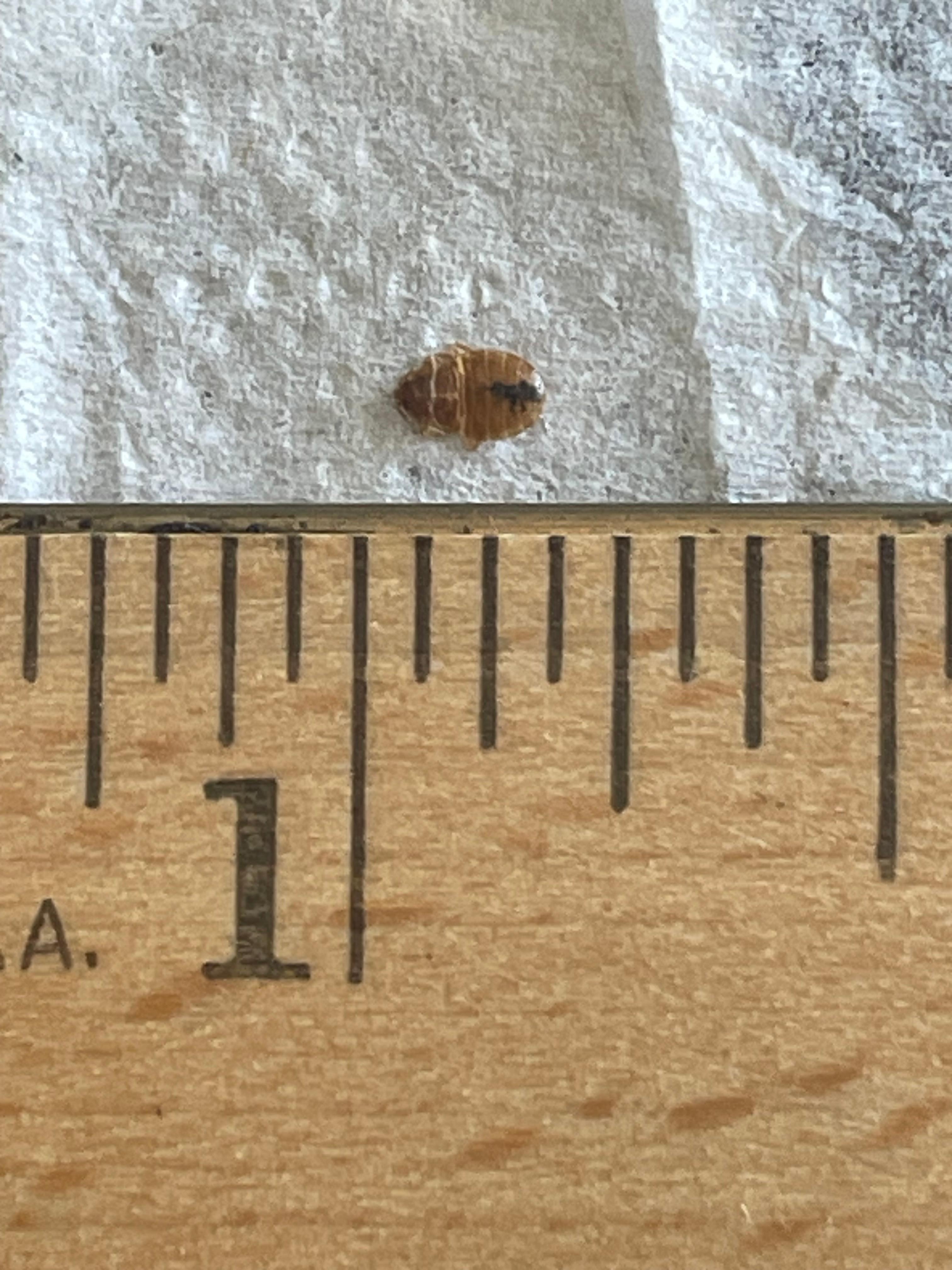 Detected, confirmed bedbug