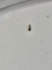 Bugs in the windoe ceil