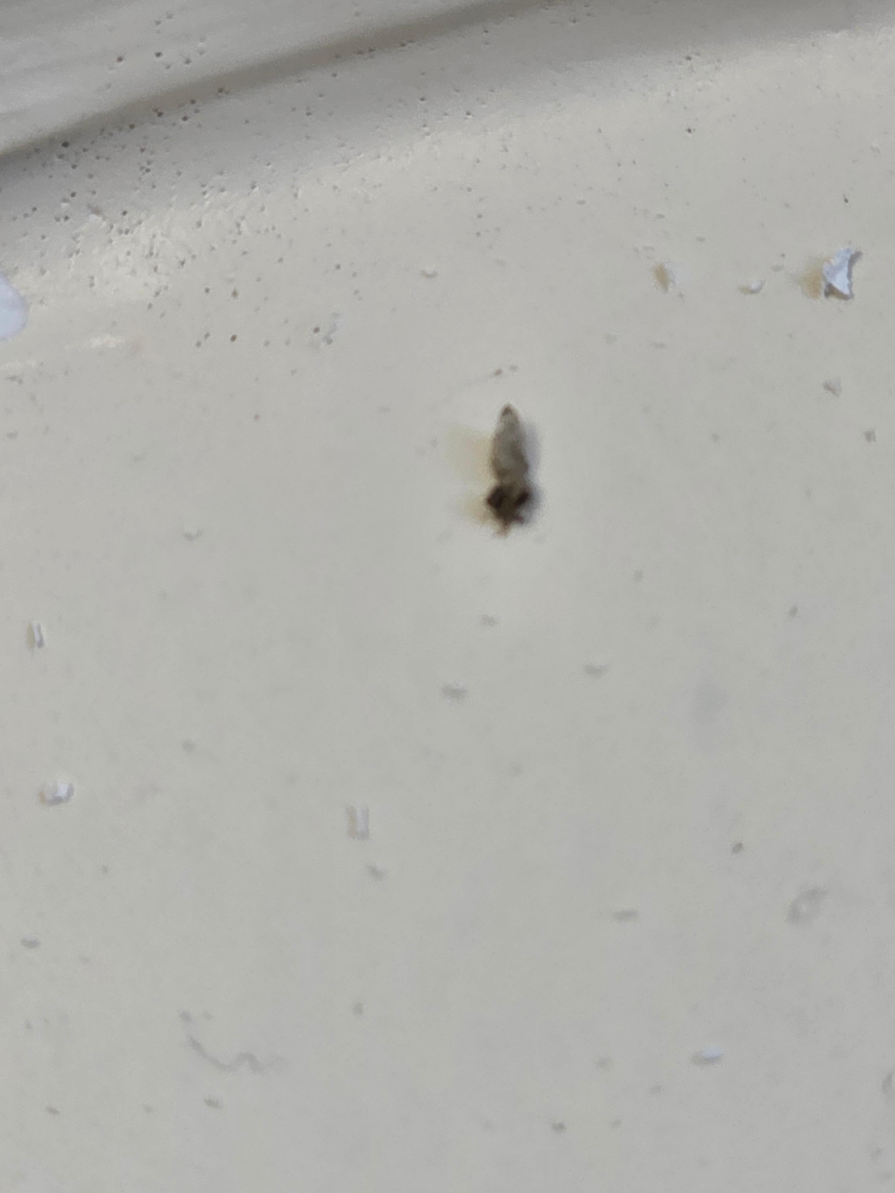 Bugs in the windoe ceil