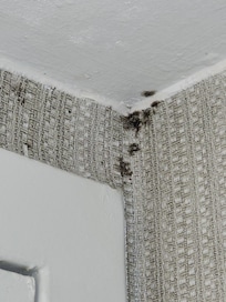 Black mold in bathroom. (Appears to be)