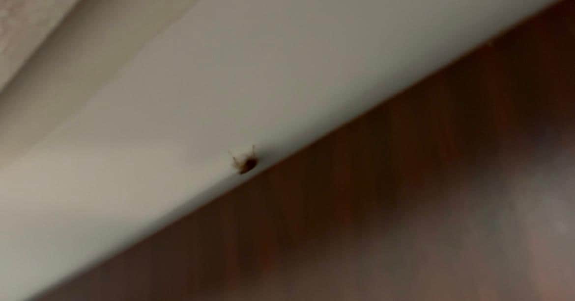 1 of 10 roaches found