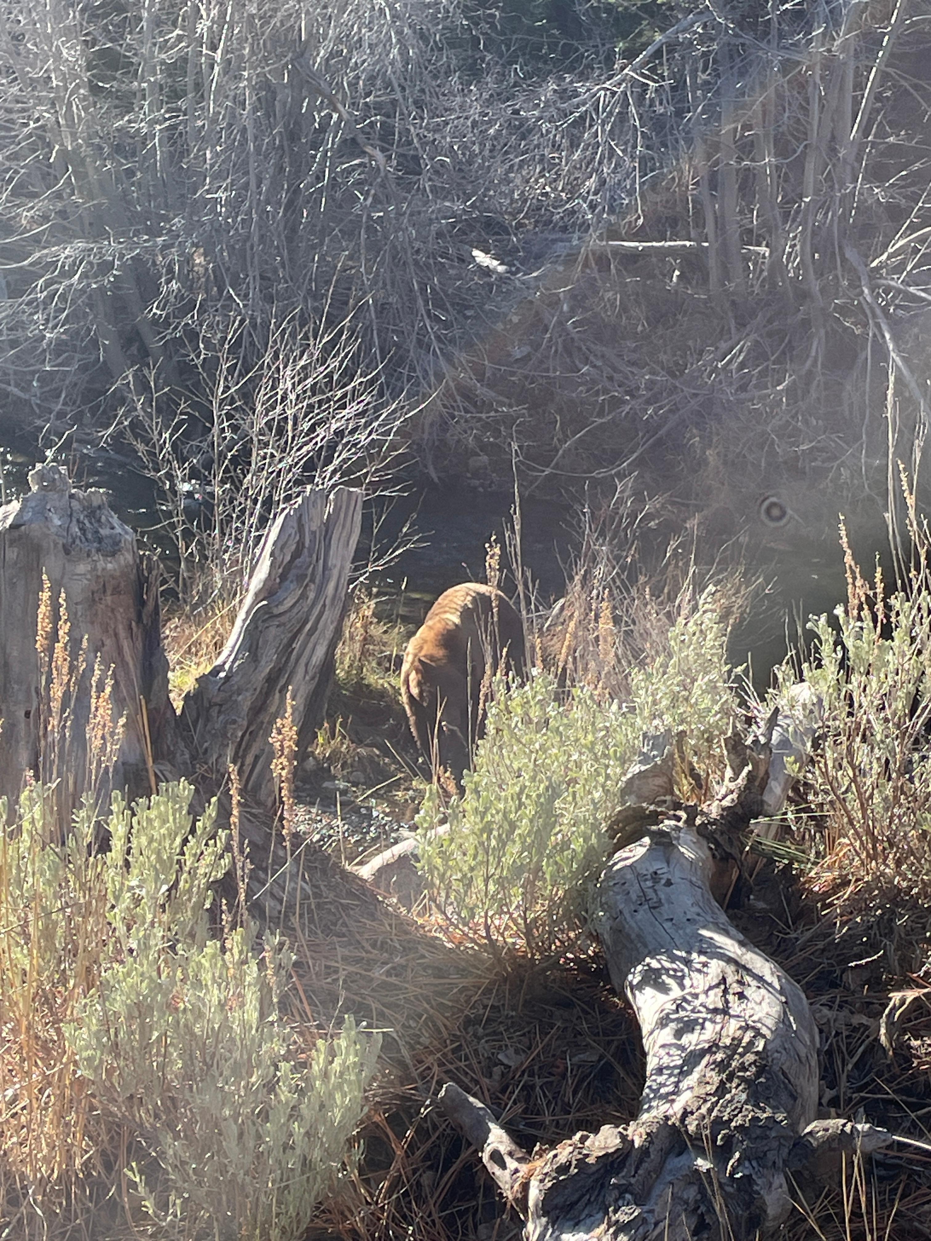 Bear sighting.
So awesome. 